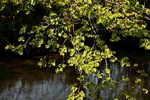 Small-leaved Lime: Tilia cordata