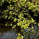 Tilia cordata