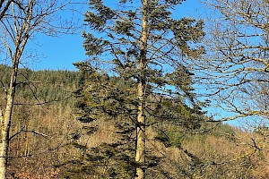 Abies procera Noble Fir