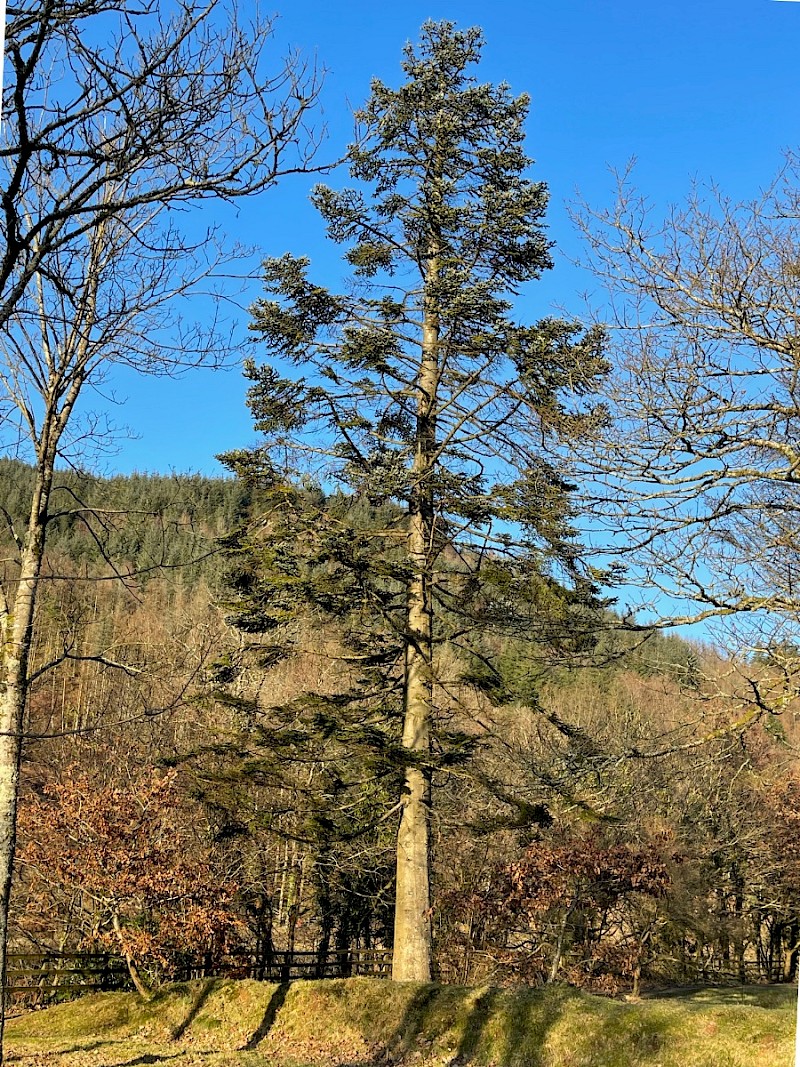 Abies procera - © Charles Hipkin