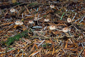 Gymnopus androsaceus Horsehair Parachute