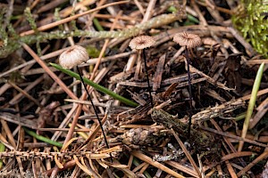 Horsehair Parachute: Gymnopus androsaceus