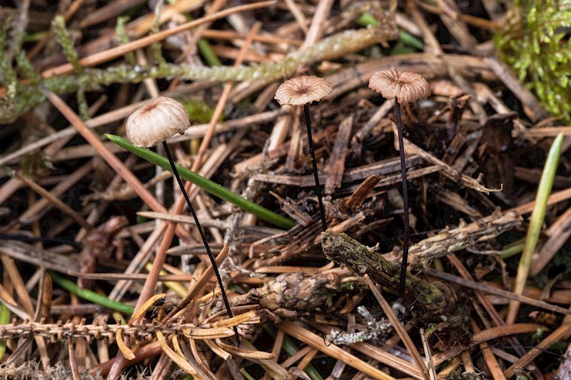 Gymnopus androsaceus - © Charles Hipkin