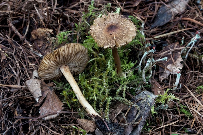 Inocybe nitidiuscula - © Charles Hipkin