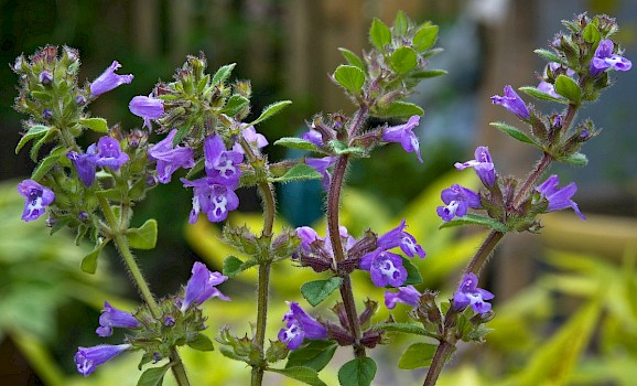 <em>Clinopodium acinos</em> (Basil Thyme)