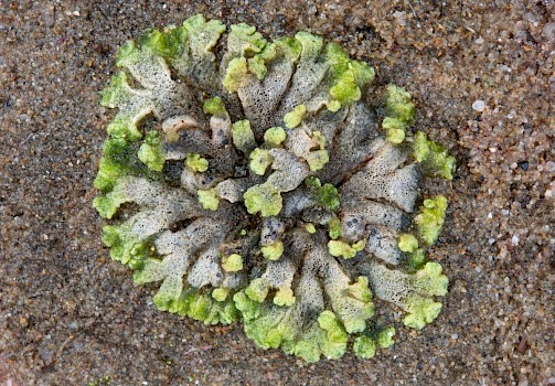 <em>Riccia cavernosa</em>