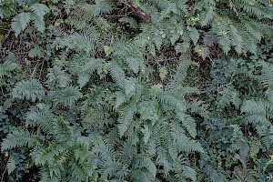 Scaly Male-fern: Dryopteris affinis agg.