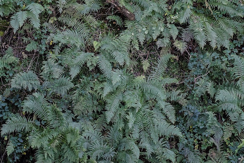 Dryopteris affinis agg. - © Charles Hipkin