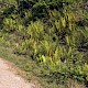 Dryopteris cambrensis