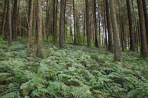 Broad Buckler-fern: Dryopteris dilatata