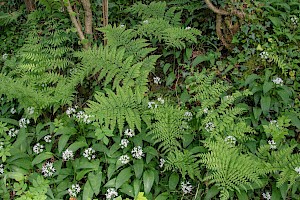 Broad Buckler-fern: Dryopteris dilatata