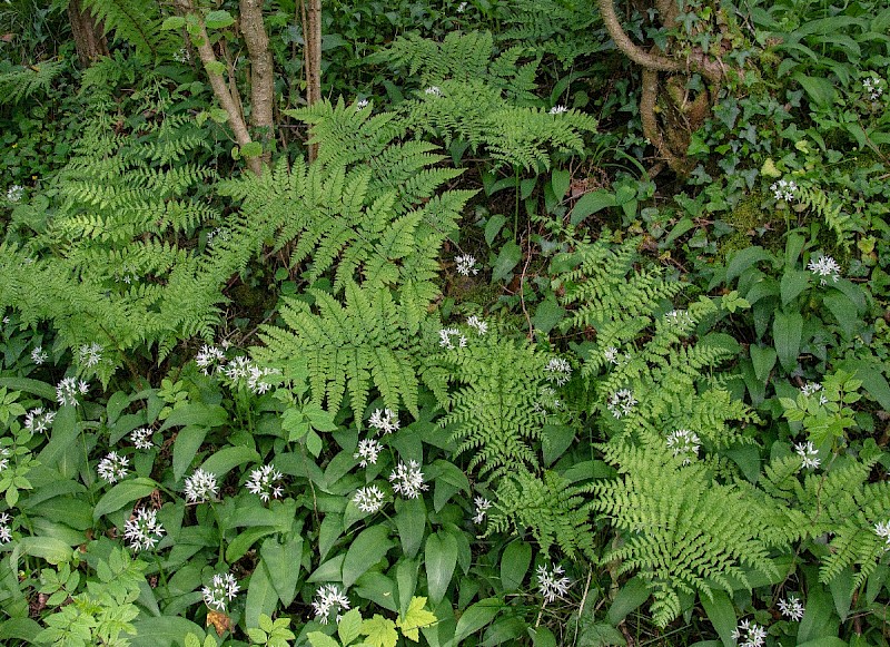 Dryopteris dilatata - © Charles Hipkin