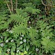 Dryopteris dilatata