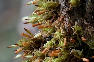 Bruch's Pincushion: Ulota bruchii