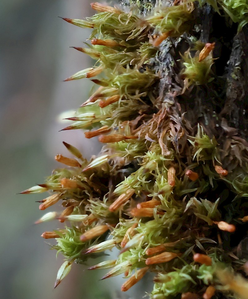 Ulota bruchii - © Charles Hipkin