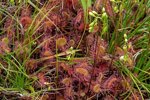 Round-leaved Sundew: Drosera rotundifolia