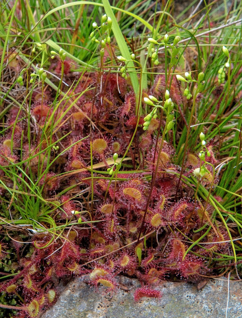 Drosera rotundifolia - © Charles Hipkin