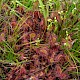 Drosera rotundifolia