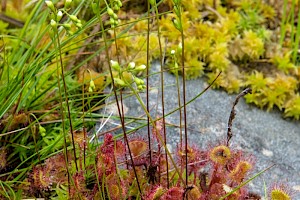 Round-leaved Sundew: Drosera rotundifolia