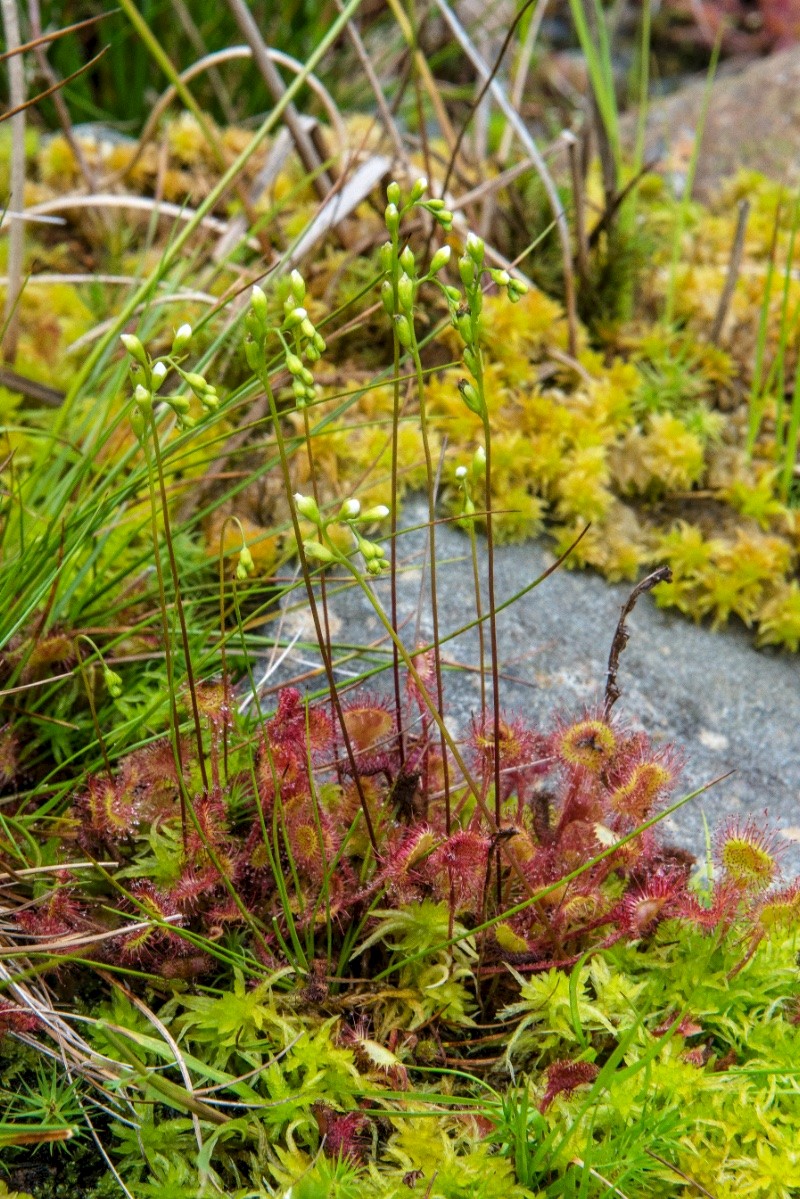 Drosera rotundifolia - © Charles Hipkin