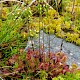 Drosera rotundifolia