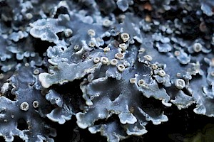 Red-eyed Shingle-lichen: Pannaria rubiginosa