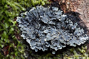 Red-eyed Shingle-lichen: Pannaria rubiginosa