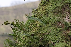 Polypody: Polypodium vulgare