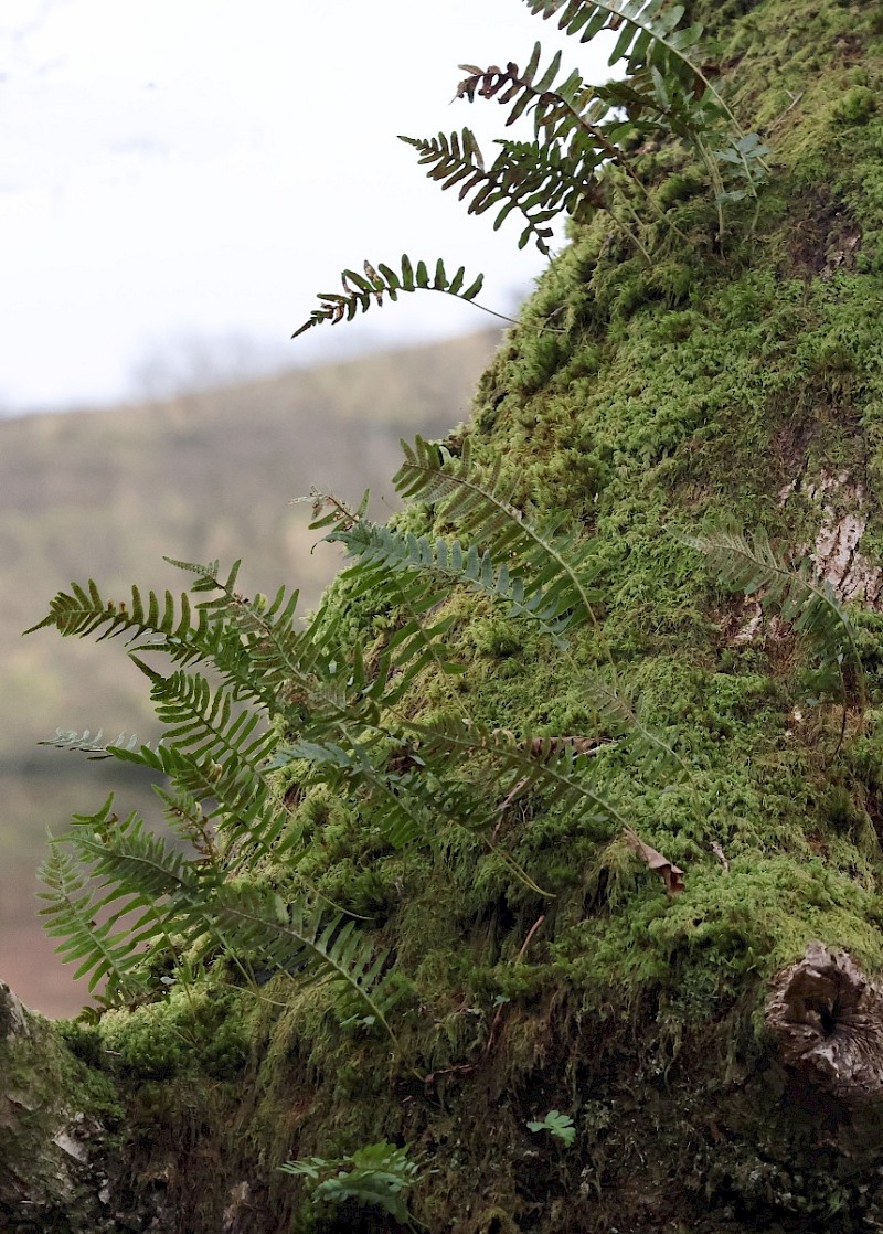 Polypodium vulgare - © Charles Hipkin