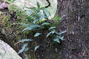 Polypody: Polypodium vulgare