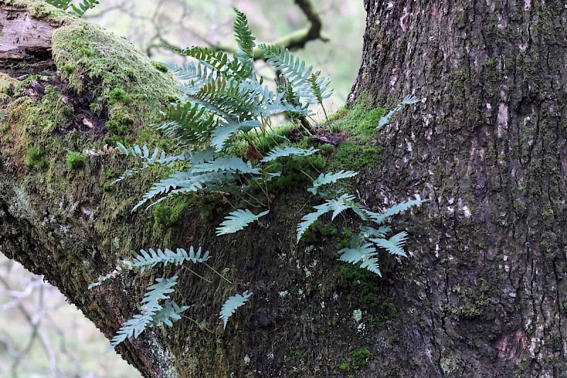 Polypodium vulgare - © Charles Hipkin