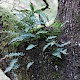 Polypodium vulgare