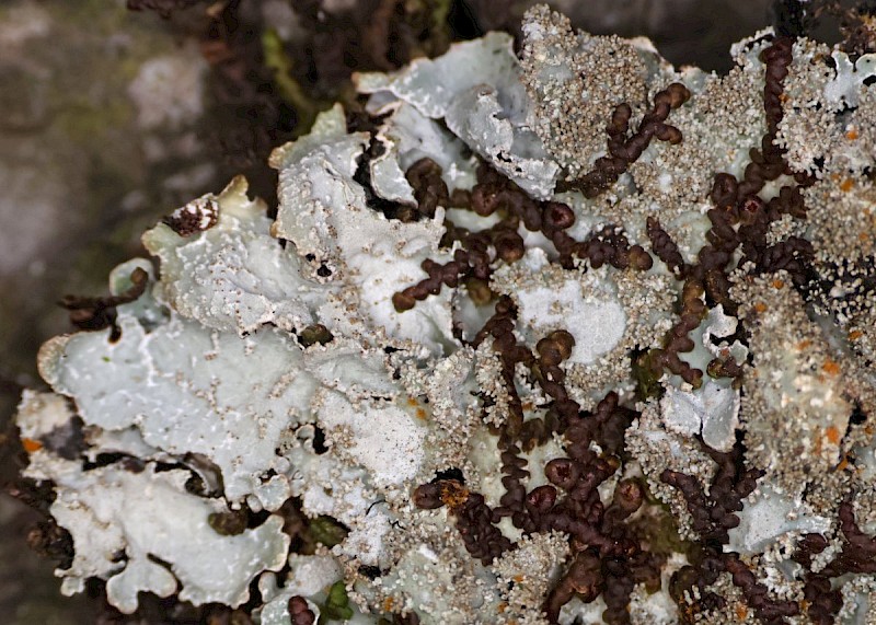 Parmelia ernstiae - © Barry Stewart