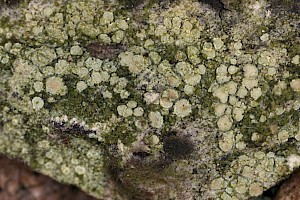 Lecanora confusa 