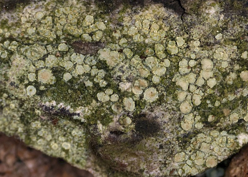 Lecanora confusa - © Barry Stewart