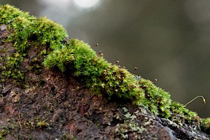 Irish Daltonia: Daltonia splachnoides