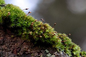 Irish Daltonia: Daltonia splachnoides