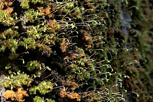 Lesser Yoke-moss: Zygodon conoideus