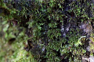 Lesser Yoke-moss: Zygodon conoideus