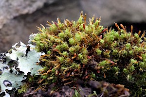 Crisped Pincushion: Ulota crispa