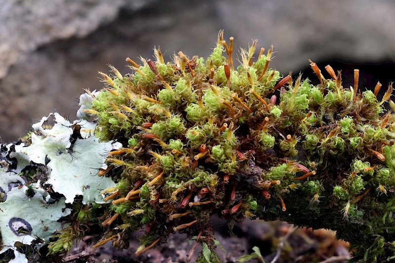 Ulota crispa - © Charles Hipkin