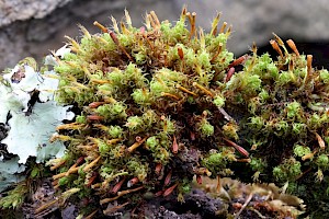 Crisped Pincushion: Ulota crispa