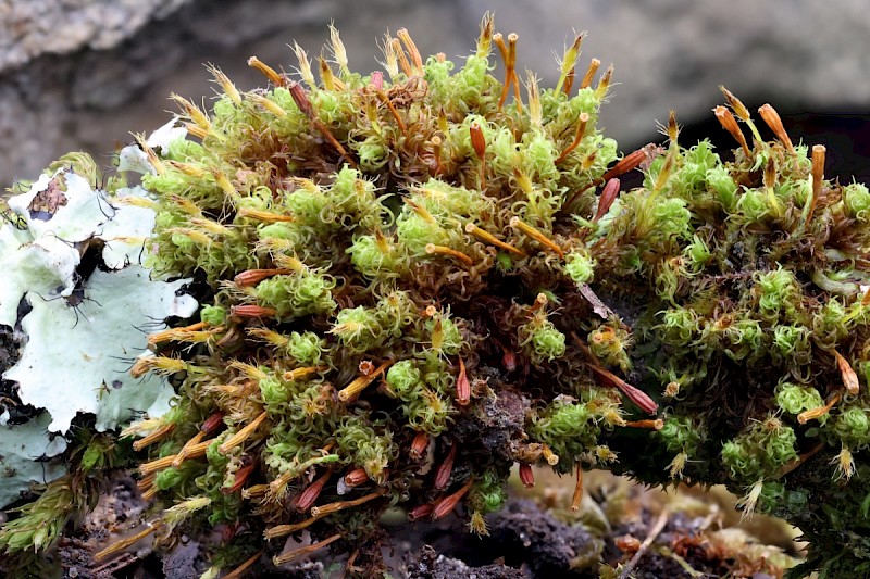 Ulota crispa - © Charles Hipkin