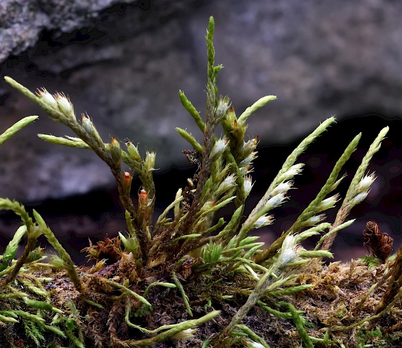 Cryphaea heteromalla - © Charles Hipkin