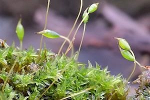 Lesser Yoke-moss: Zygodon conoideus