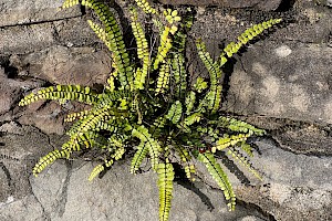 Maidenhair Spleenwort: Asplenium trichomanes