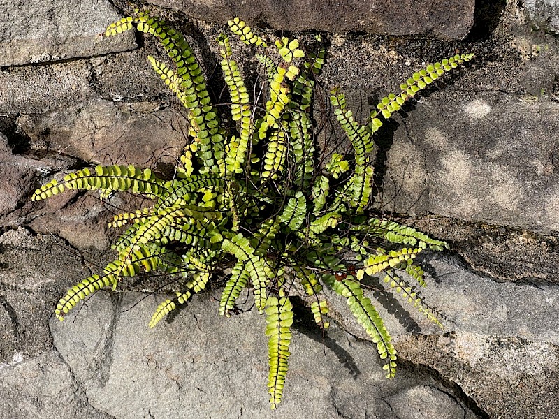 Asplenium trichomanes - © Charles Hipkin