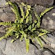 Asplenium trichomanes