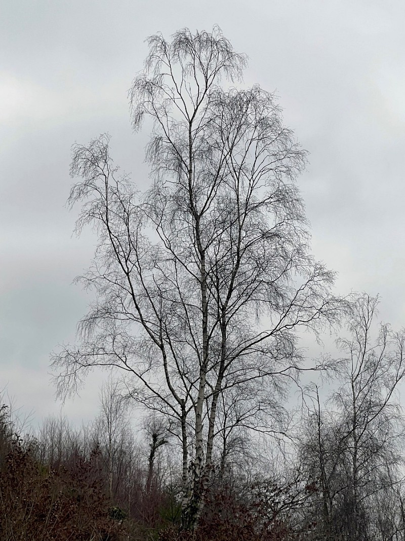 Betula pendula - © Charles Hipkin