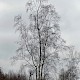 Betula pendula